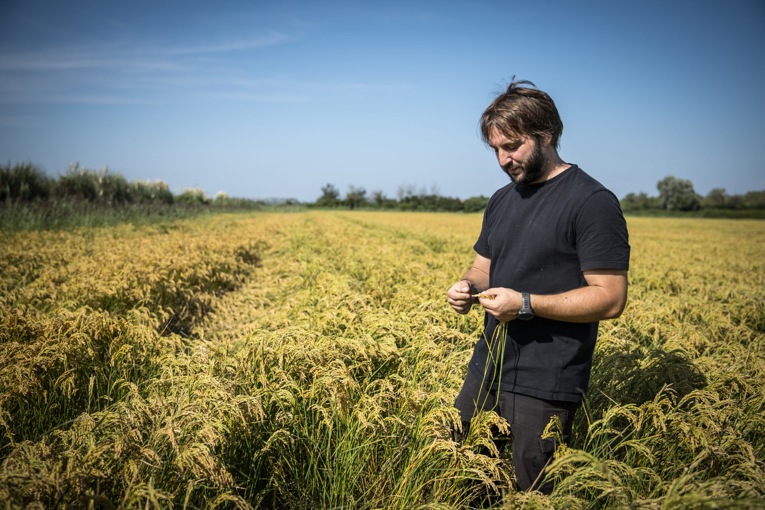 Sébastien Roussel met le riz au service de la Camargue