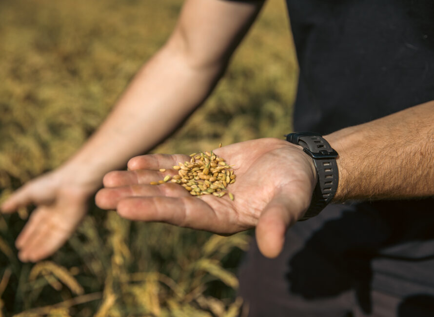 Cette céréale préserve les marais des remontées de sel