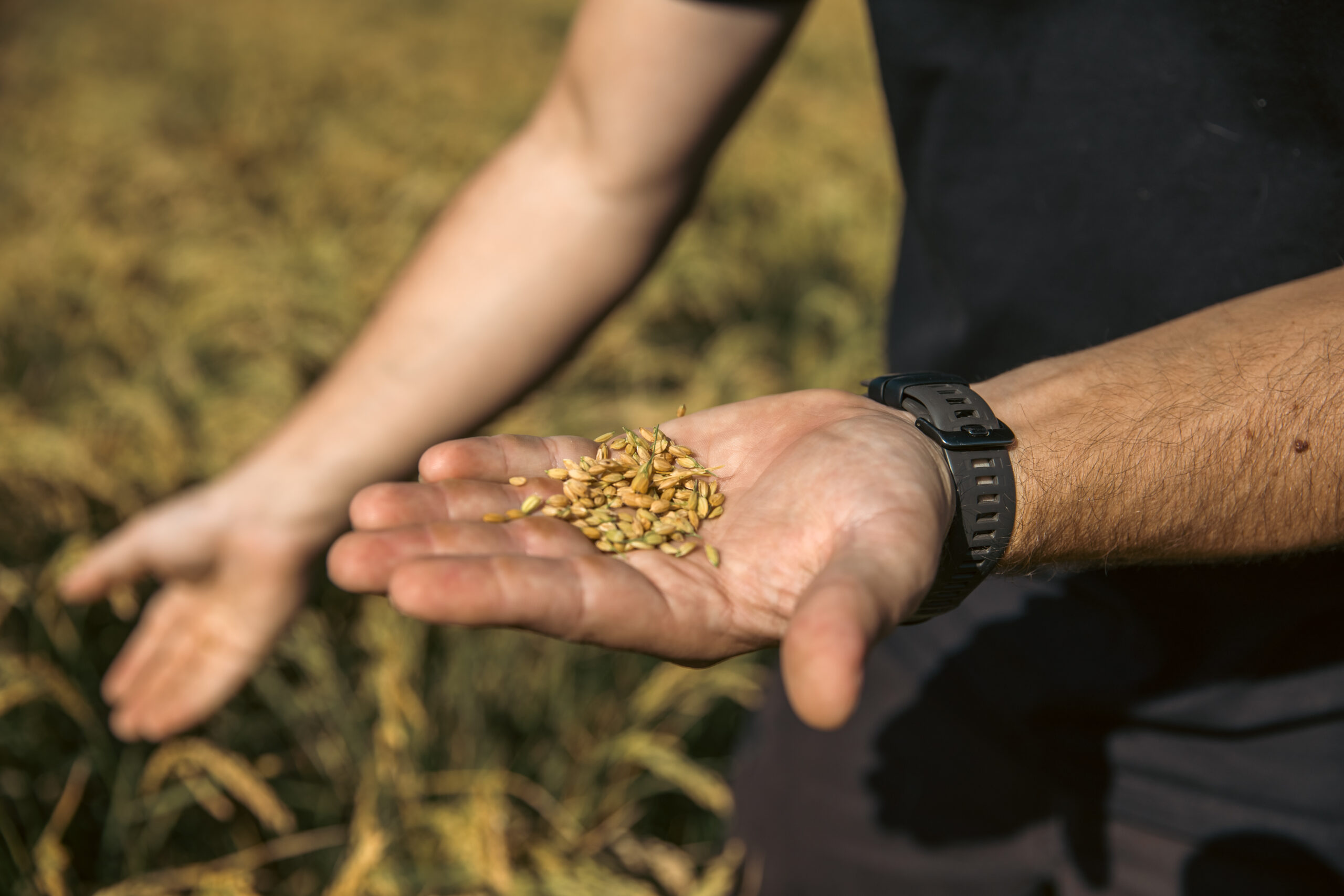 Cette céréale préserve les marais des remontées de sel