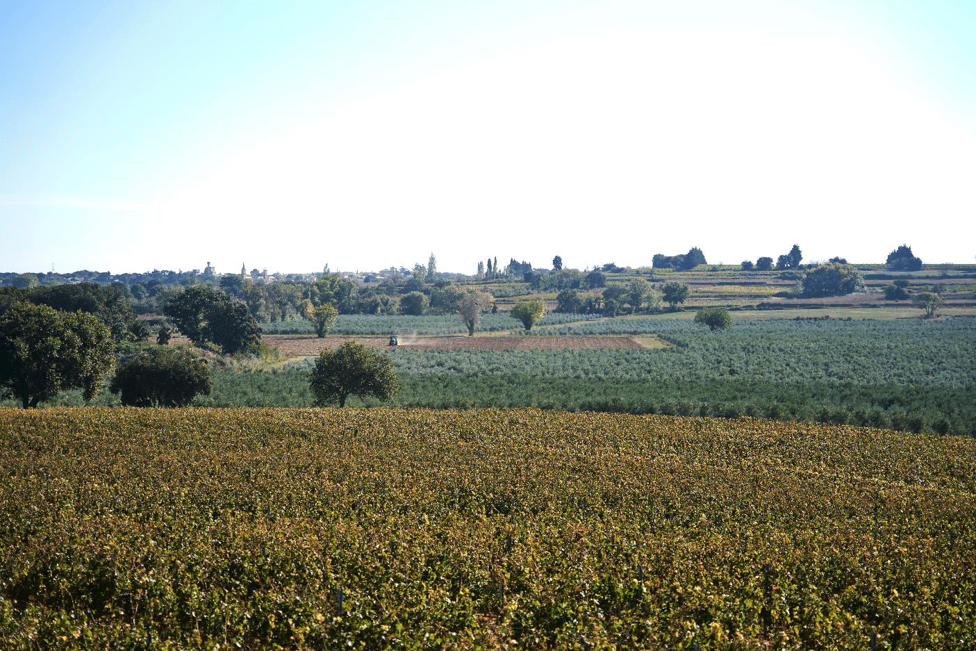 Des vins de vignerons indépendants