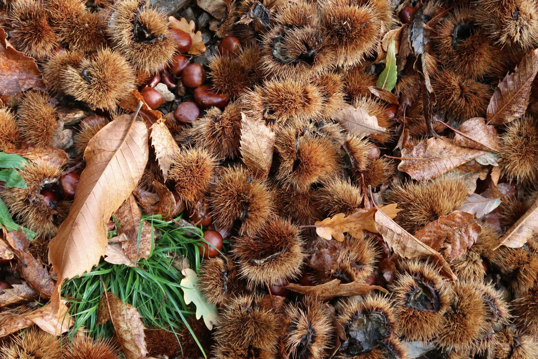 Dans la Lozère et l'Ardèche les habitants cultivent
