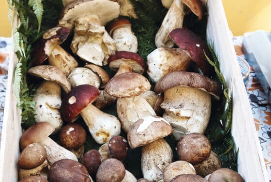 Des cépages qui veulent sortir de l’ombre