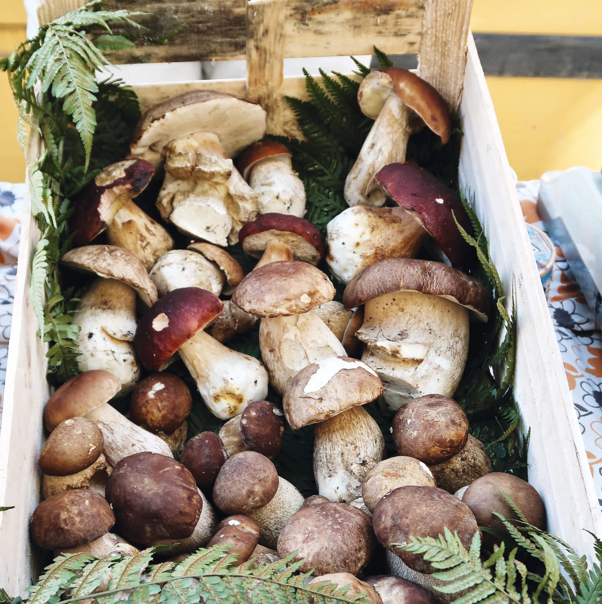 Des cépages qui veulent sortir de l’ombre