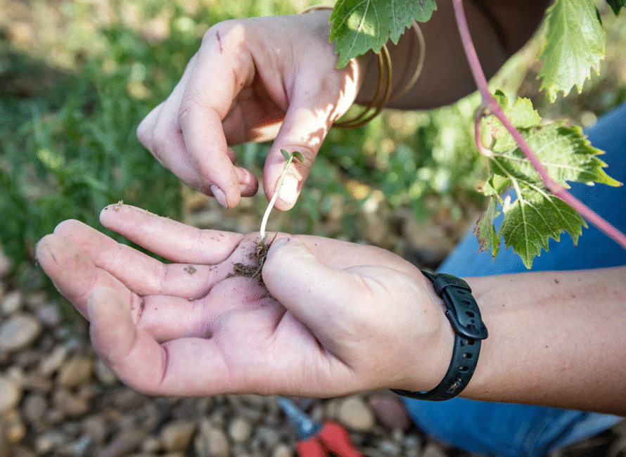 Costières de Nîmes, Chateau de Nages
