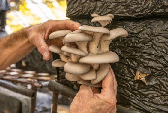 dans les Cévennes, la champignonnière de Vincent Lehnbach est uniquement tournée vers la vente directe sur les marchés
