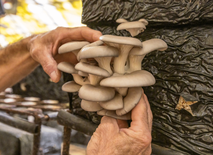 dans les Cévennes, la champignonnière de Vincent Lehnbach est uniquement tournée vers la vente directe sur les marchés