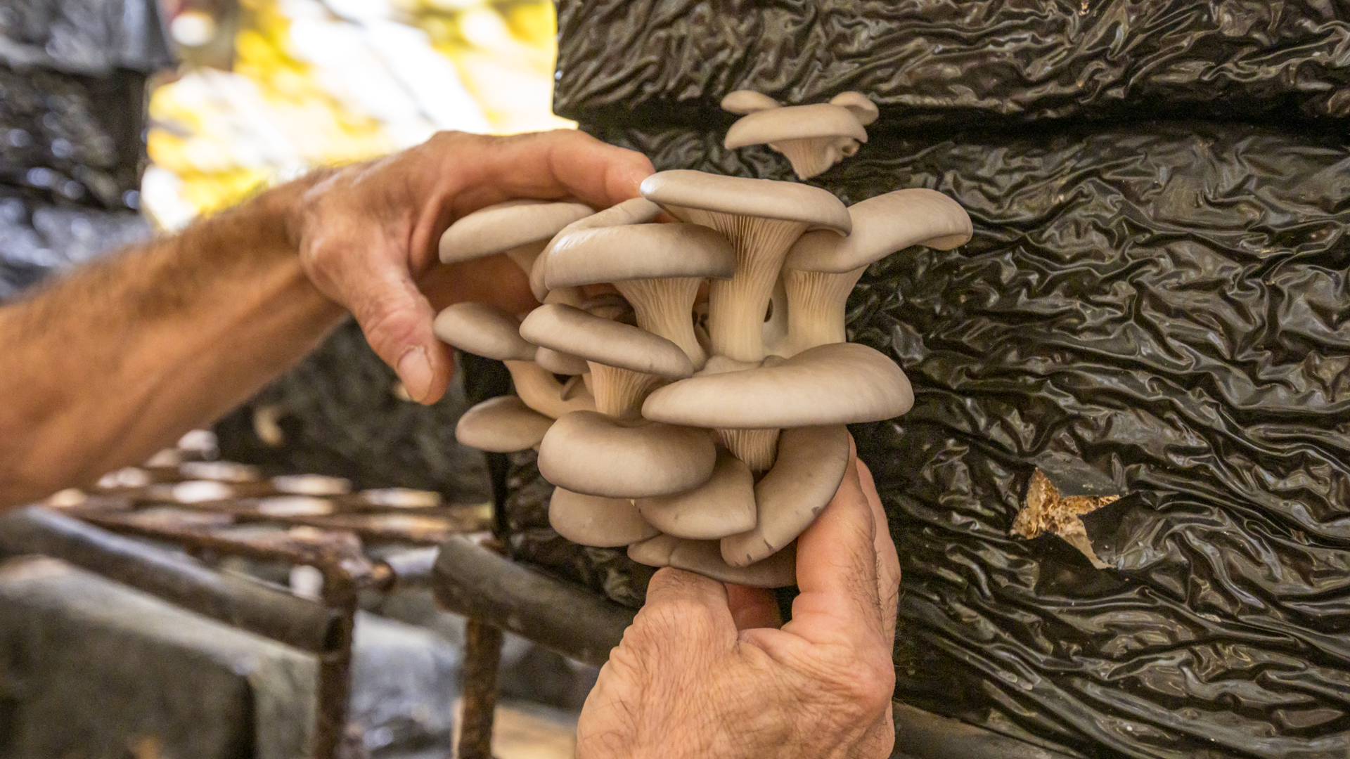 dans les Cévennes, la champignonnière de Vincent Lehnbach est uniquement tournée vers la vente directe sur les marchés