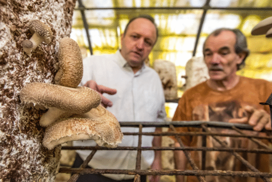 dans les Cévennes, la champignonnière de Vincent Lehnbach est uniquement tournée vers la vente directe sur les marchés