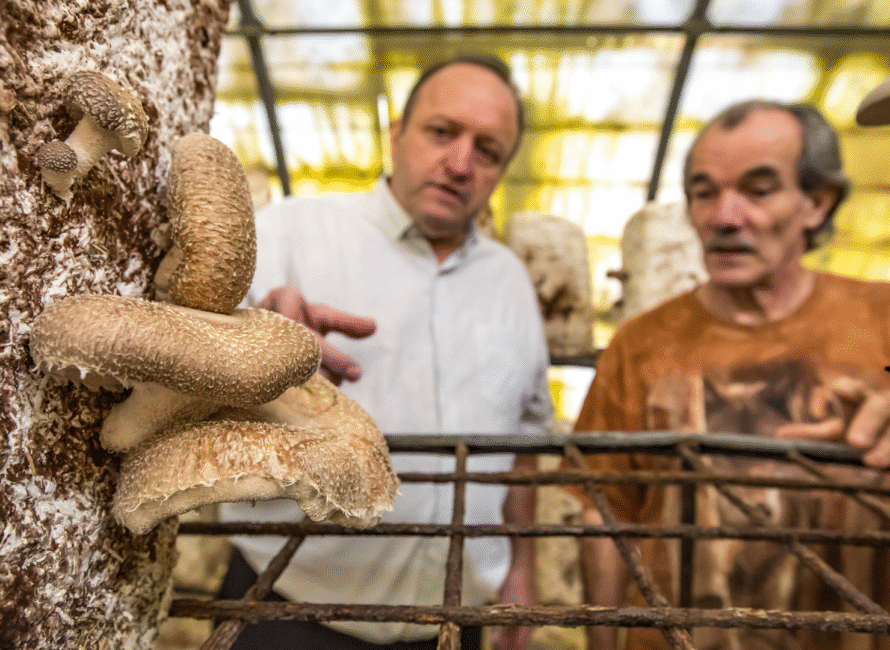 dans les Cévennes, la champignonnière de Vincent Lehnbach est uniquement tournée vers la vente directe sur les marchés