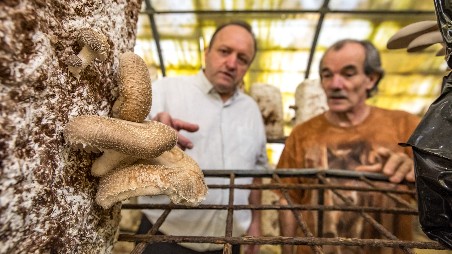 dans les Cévennes, la champignonnière de Vincent Lehnbach est uniquement tournée vers la vente directe sur les marchés