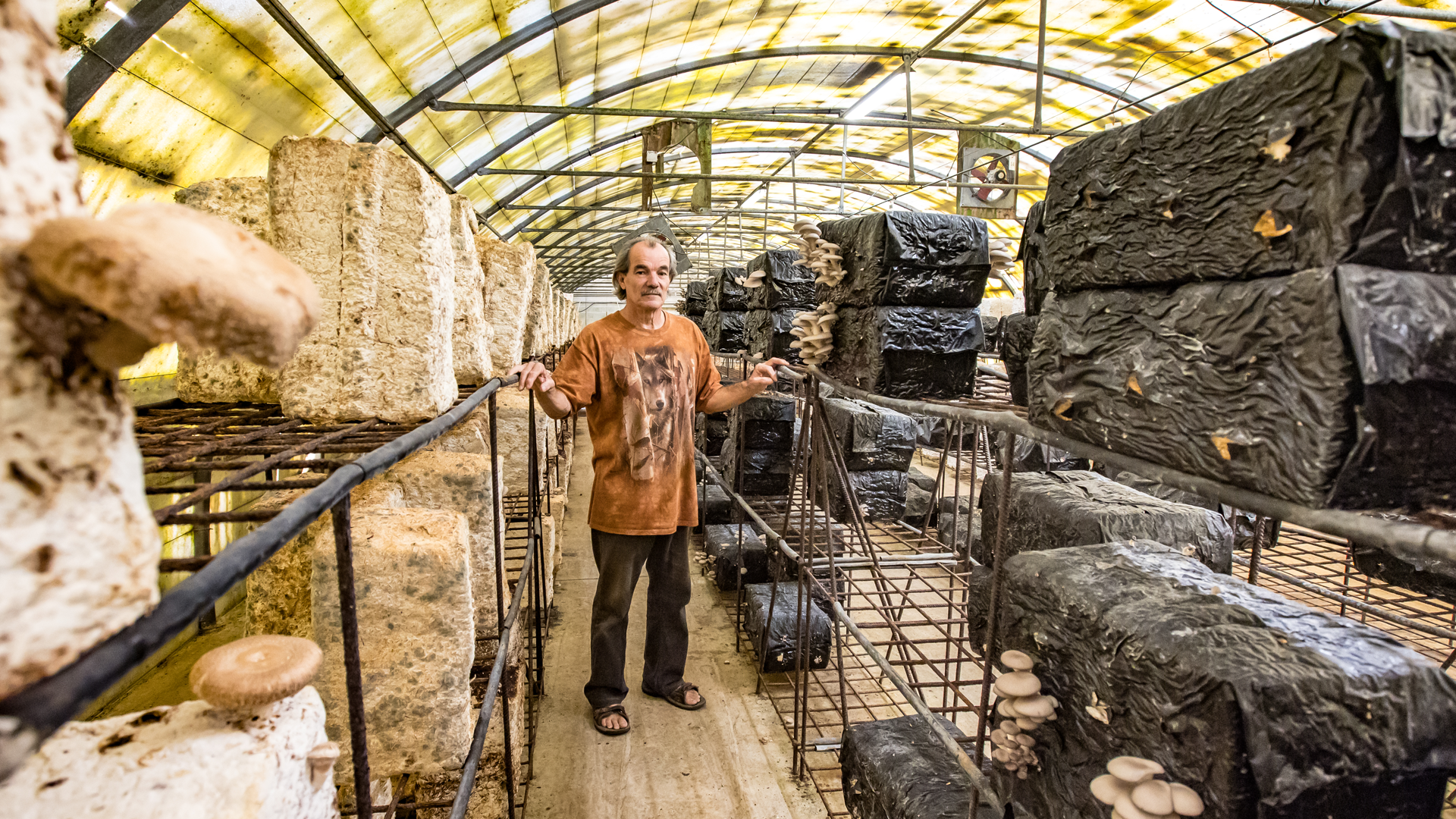 Les Cévennes, la champignonnière de Vincent Lehnbach tournée vers la vente directe
