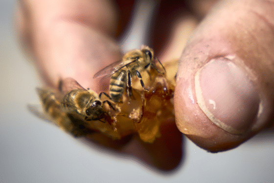 à Parignargues, cet éleveur d'abeilles travaille des miels de garrigue
