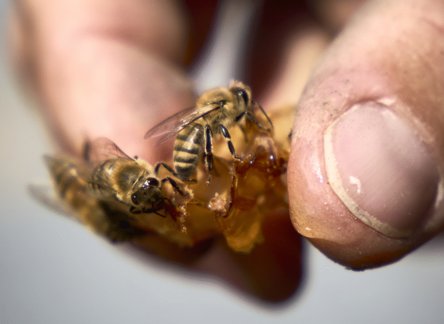 à Parignargues, cet éleveur d'abeilles travaille des miels de garrigue