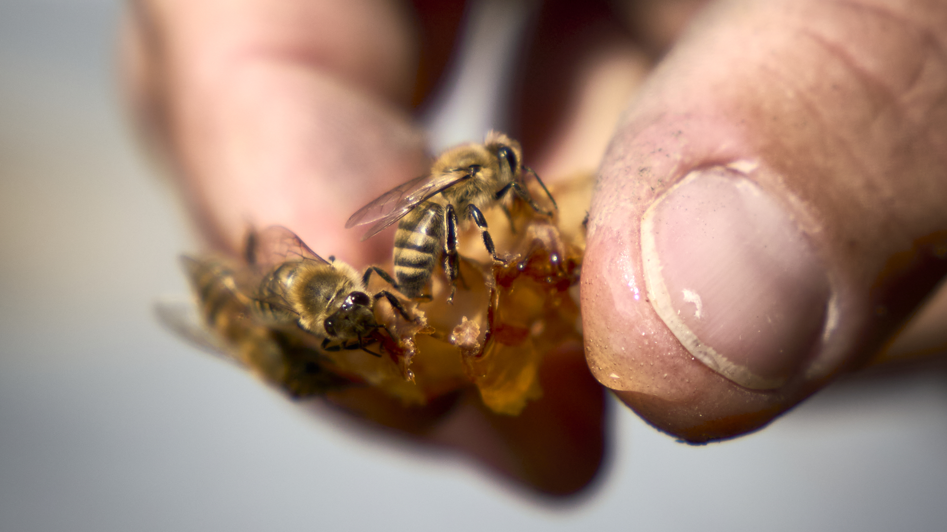 à Parignargues, cet éleveur d'abeilles travaille des miels de garrigue