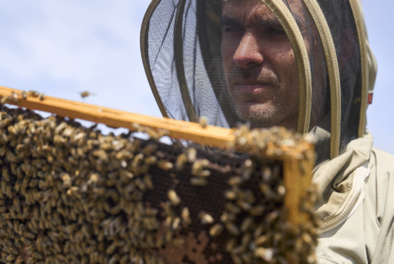 à Parignargues, cet éleveur d'abeilles travaille des miels de garrigue