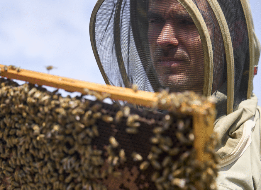 à Parignargues, cet éleveur d'abeilles travaille des miels de garrigue