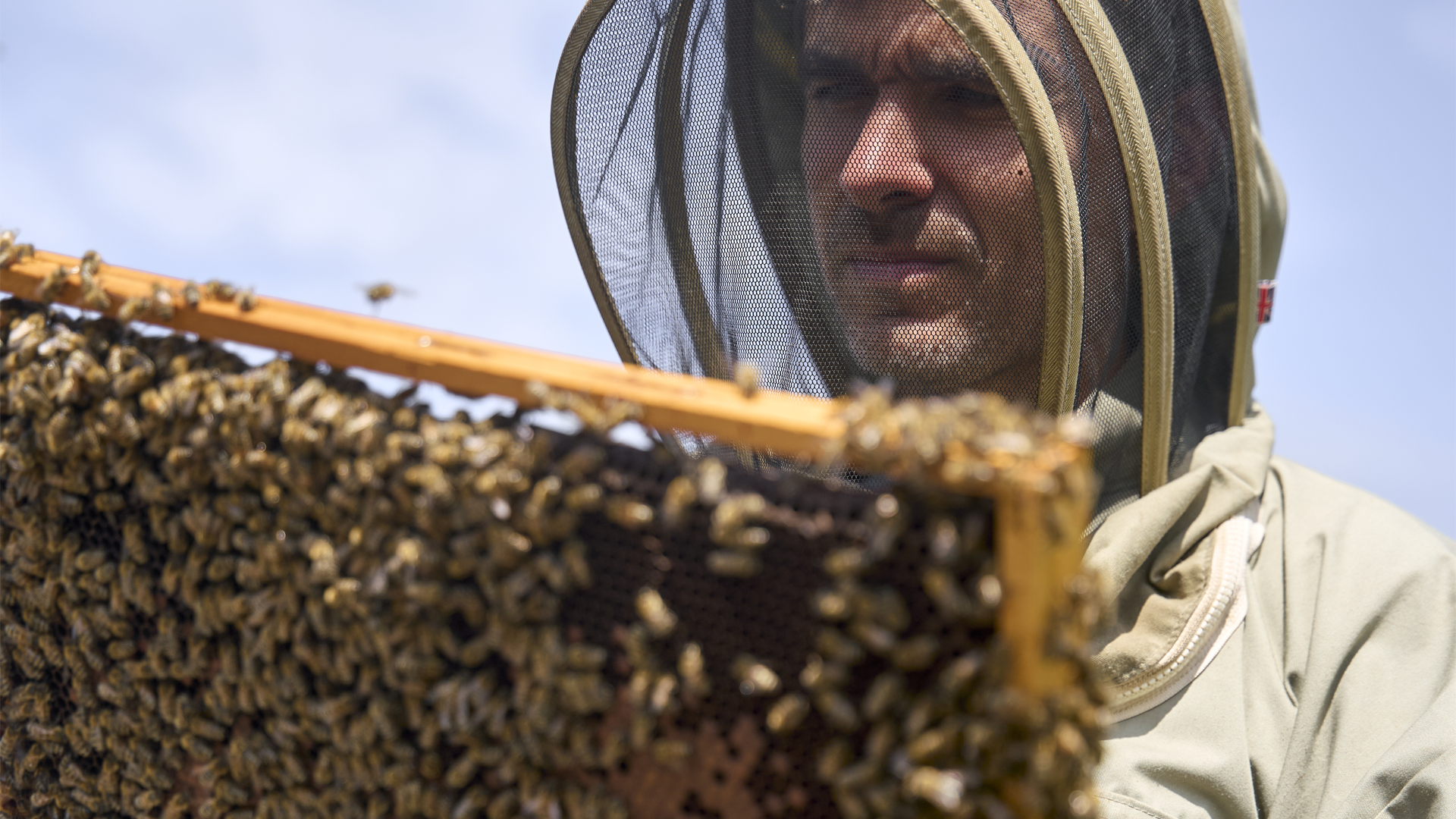 à Parignargues, cet éleveur d'abeilles travaille des miels de garrigue