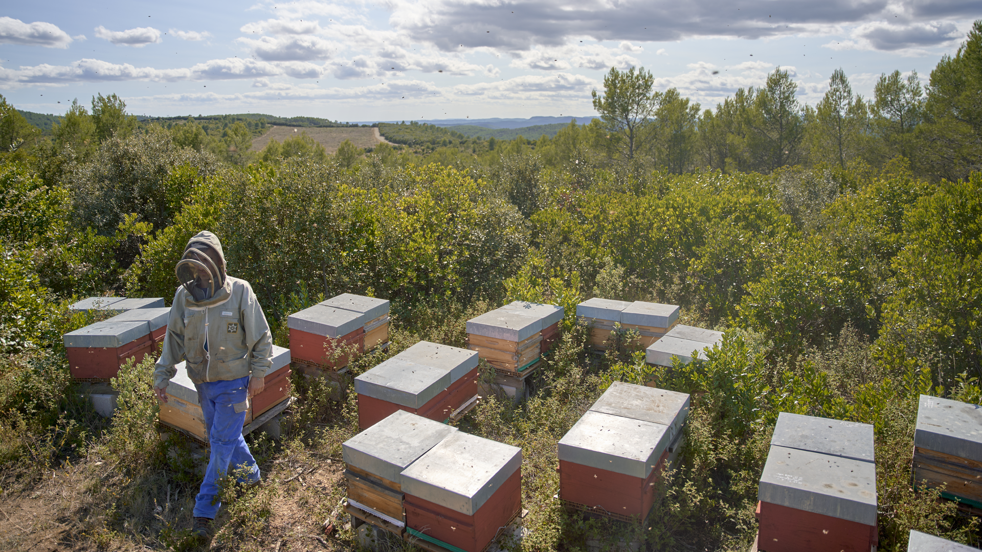 à Parignargues, cet éleveur d'abeilles travaille des miels de garrigue
