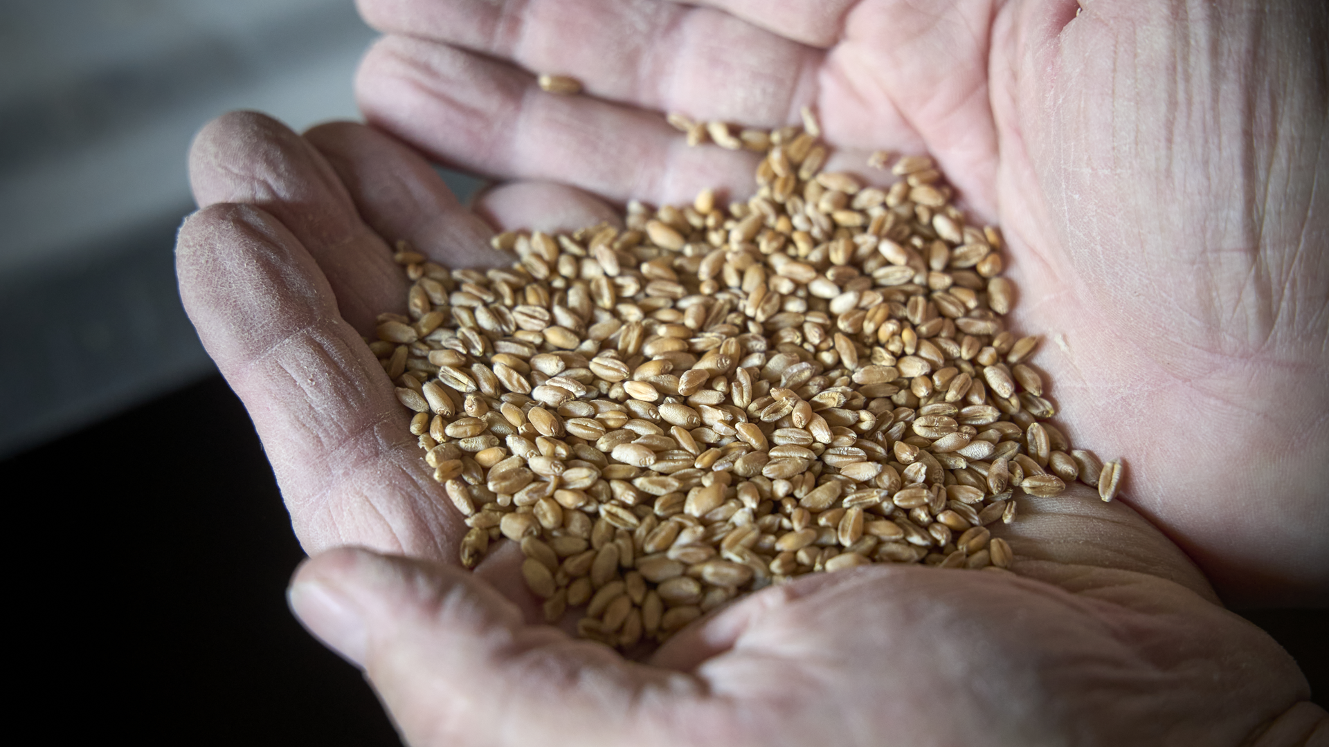 A Nîmes les Bastide ont trouvé du grain à moudre
