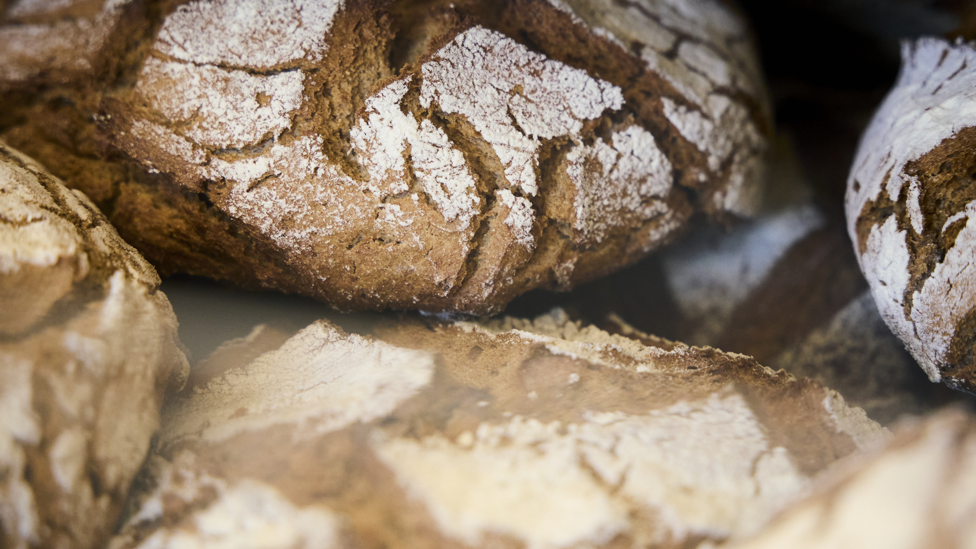 Saint-Hippolyte-du-Fort, Frédéric Plaza, patron de la Cigaloune